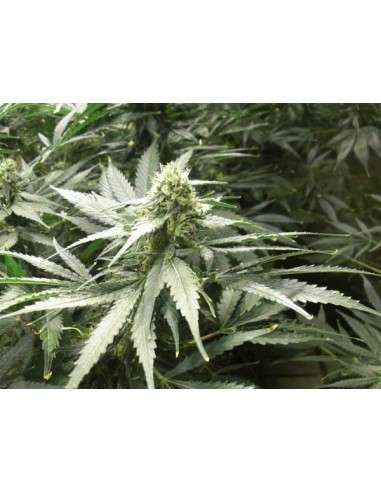 Green House Seeds - A.M.S. - 4
