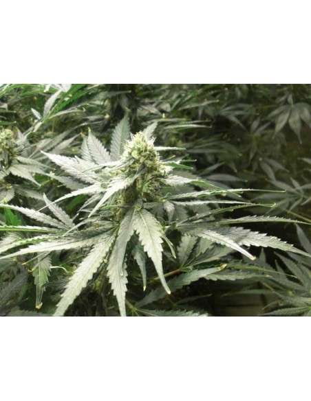 Green House Seeds - A.M.S. - 4