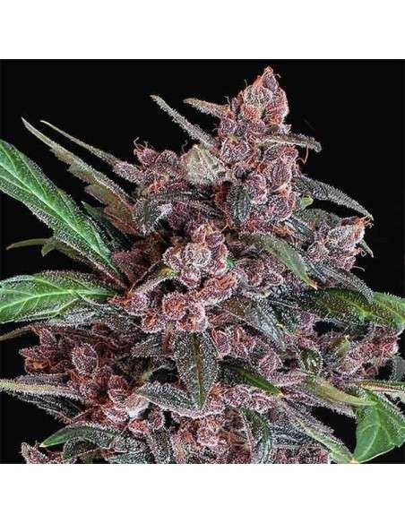 Exotic Seed - Black Lemon Auto - 1