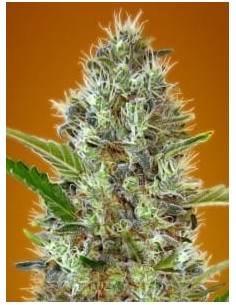 Somango - 1