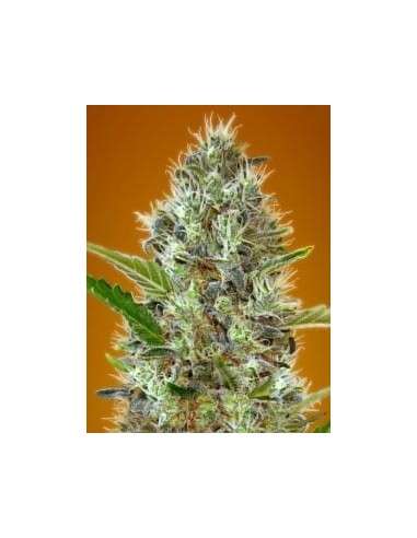 Somango - 1
