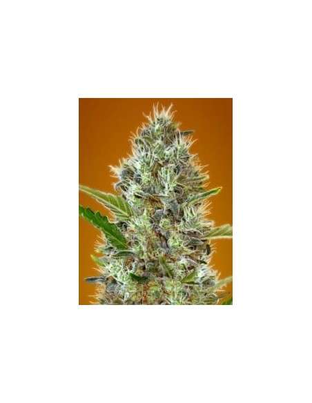 Somango - 1