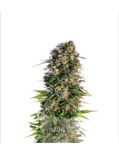 Afghan Kush Auto - 1