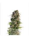 Afghan Kush Auto - 1