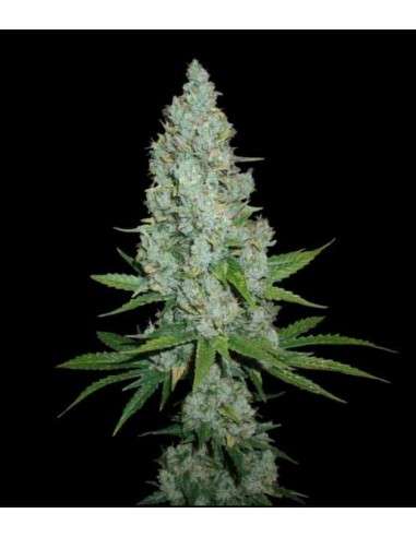 Amnesia Lemon Auto - 1