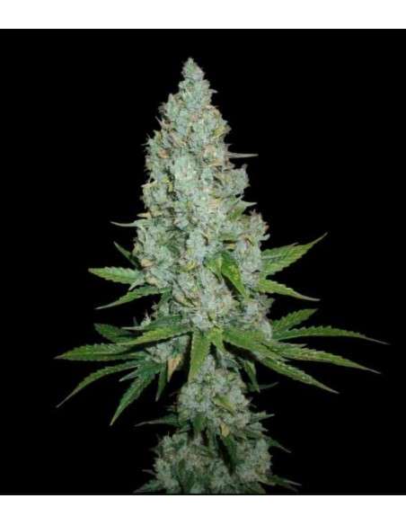 Amnesia Lemon Auto - 1