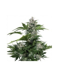 White Dwarf Auto - 1