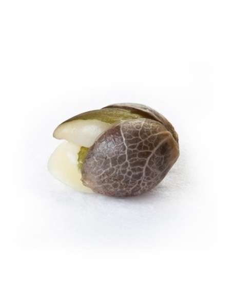 ROYAL QUEEN SEEDS - White Widow - 3
