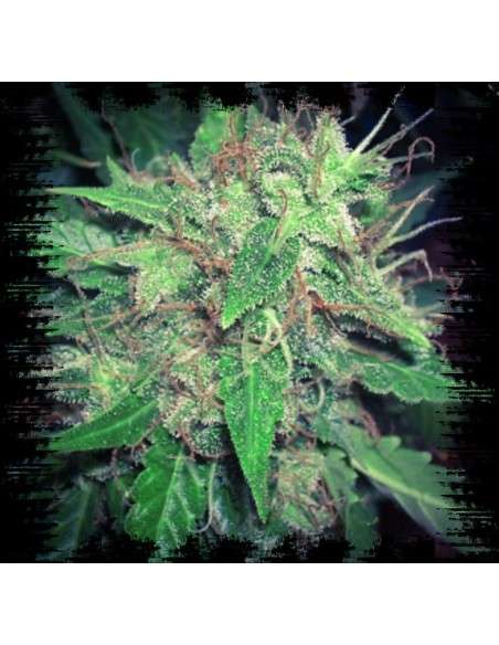 White Dwarf Auto - 3