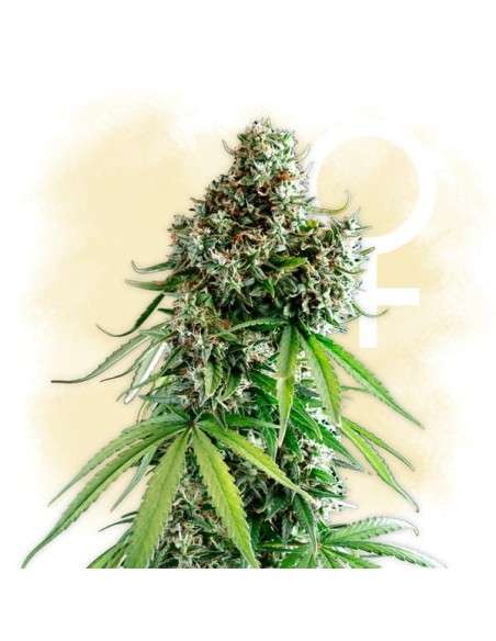 Power Lemon - 1