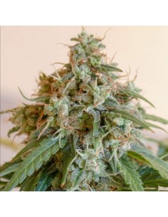 Gorilla Glue Auto - 1