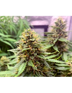 Gorilla Glue Auto - 1 2