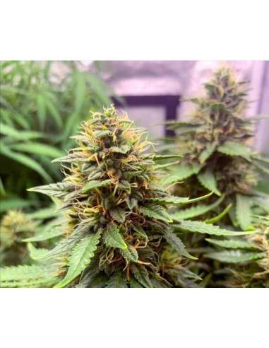 Gorilla Glue Auto - 2