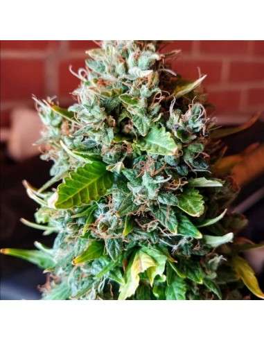 Gorilla Glue Auto - 3