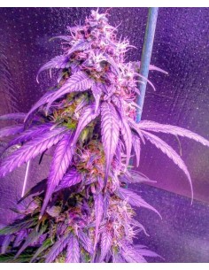Hindu Kush Auto - 1