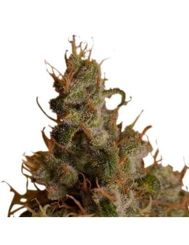 ROYAL QUEEN SEEDS - White Widow - 4