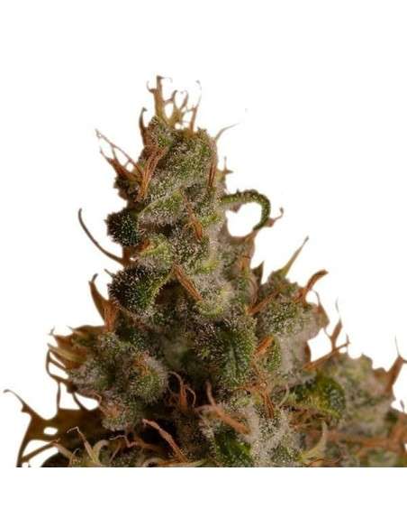 ROYAL QUEEN SEEDS - White Widow - 4
