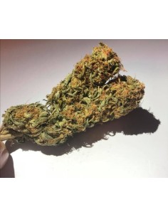 Hindu Kush Auto - 1 2