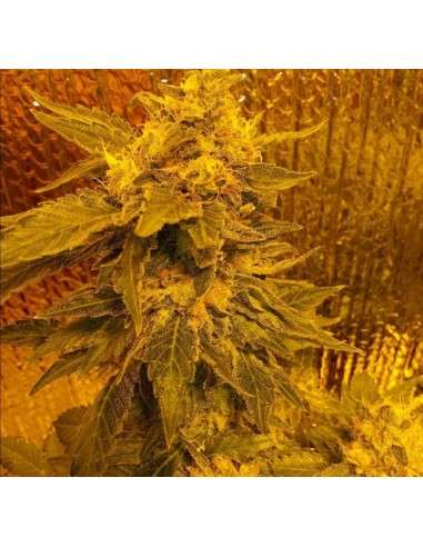 Hindu Kush Auto - 3