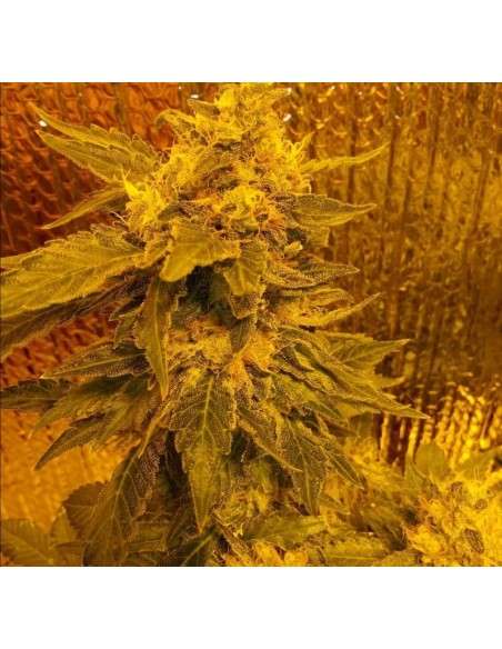 Hindu Kush Auto - 3