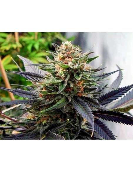 Auto Lavender - 1
