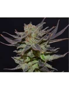 Auto Lavender - 1 2