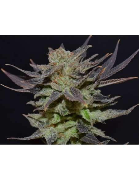 Auto Lavender - 2