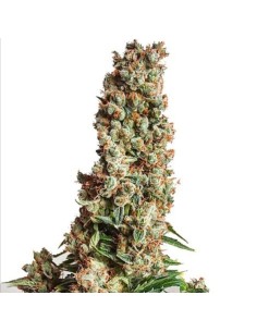 Auto Orange Bud - 1