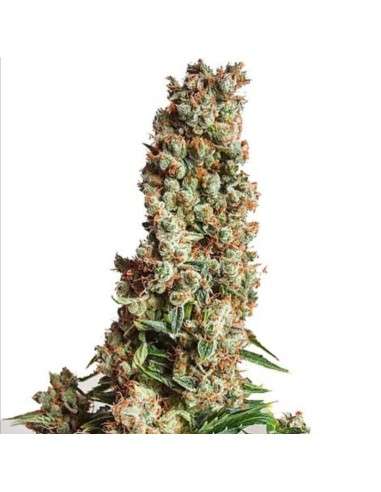 Auto Orange Bud - 1