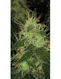 Super Lemon Haze Auto - 1