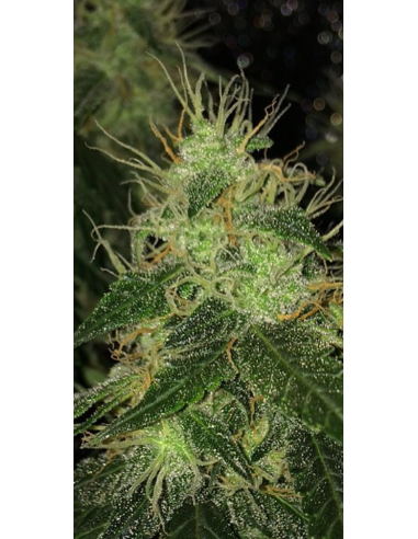 Super Lemon Haze Auto - 1