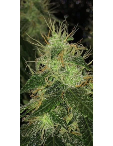 Super Lemon Haze Auto - 1