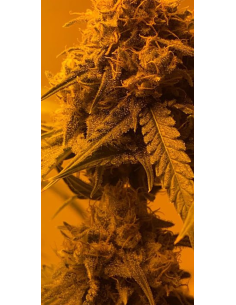 Afghan Kush - 1