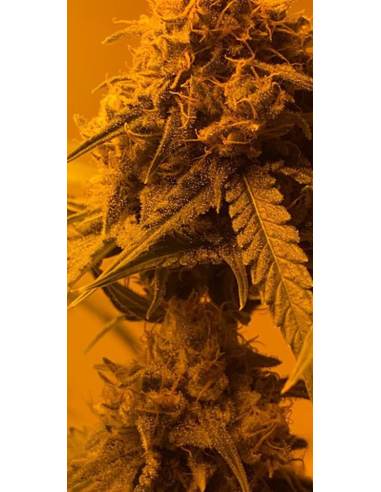Afghan Kush - 1