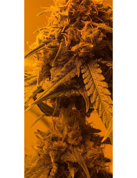 Afghan Kush - 1