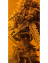 Afghan Kush - 1