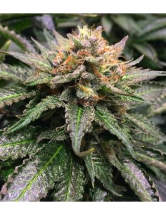 Amnesia Lemon - 1