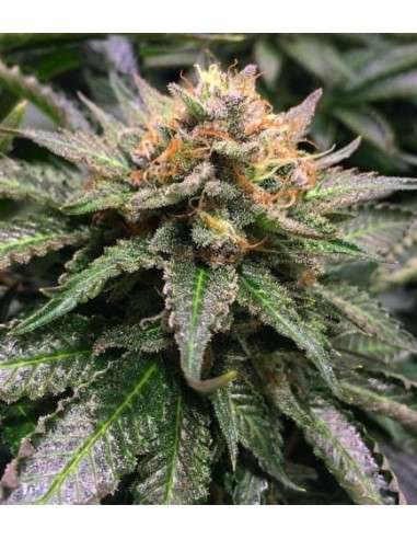 Amnesia Lemon - 1