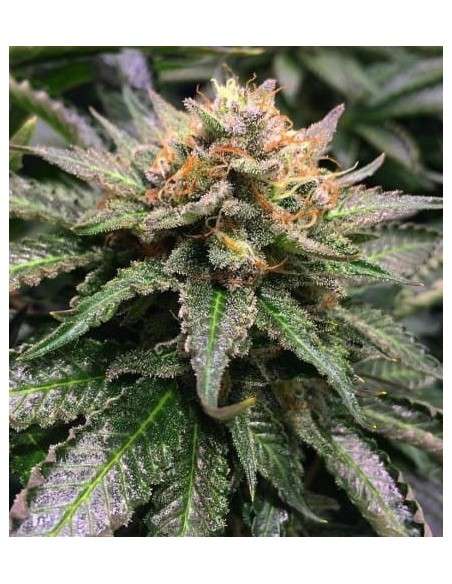 Amnesia Lemon - 1