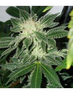 Black Widow - 1