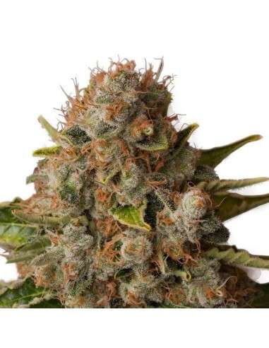 ROYAL QUEEN SEEDS - White Widow - 5