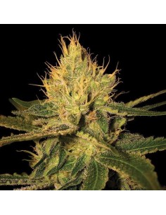Cannalope Haze - 1