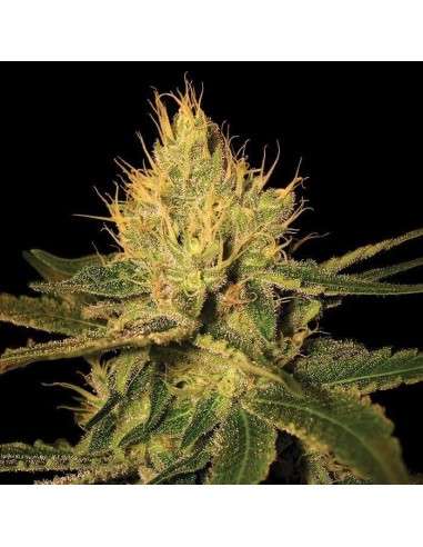 Cannalope Haze - 1