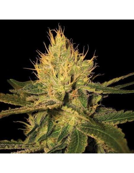 Cannalope Haze - 1