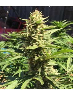 Pineapple Chunk - 1