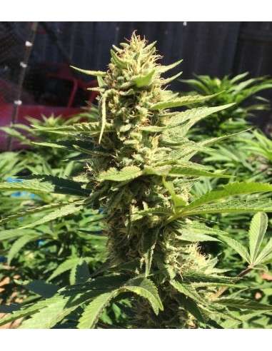 Pineapple Chunk - 1