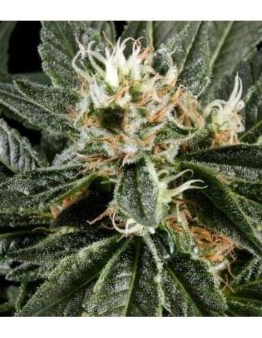 Great White Shark - 1