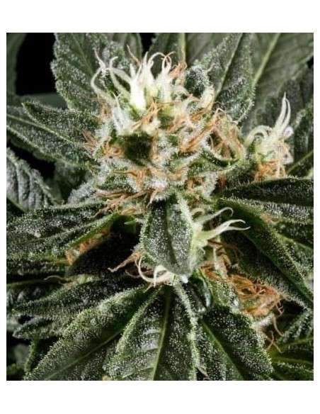 Great White Shark - 1