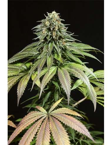 Dinafem - Purple Moby Dick - 1