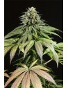 Dinafem - Purple Moby Dick - 1